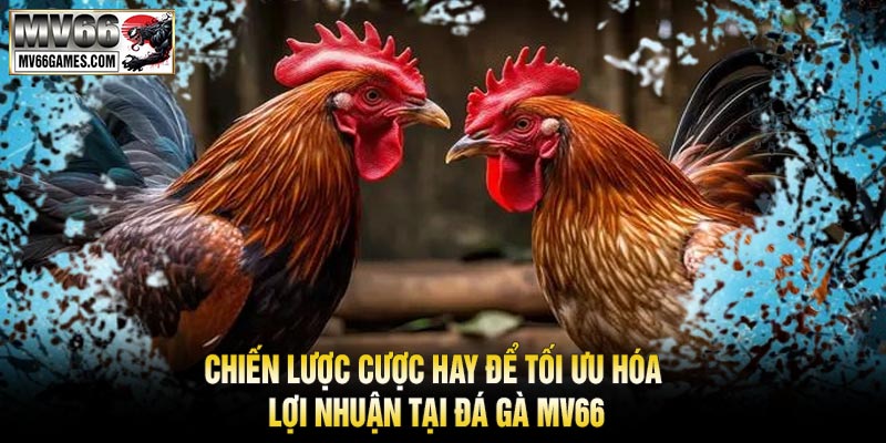 Chiến Lược Cược Hay Để Tối Ưu Hóa Lợi Nhuận Tại Đá Gà MV66