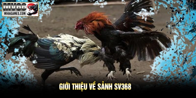 Giới Thiệu Về Sảnh SV368