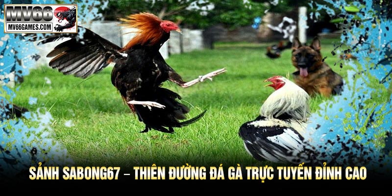Sảnh SABONG67 – Thiên Đường Đá Gà Trực Tuyến Đỉnh Cao