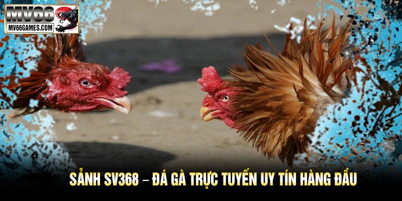 Sảnh SV368 – Đá Gà Trực Tuyến Uy Tín Hàng Đầu